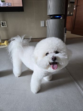 ̹