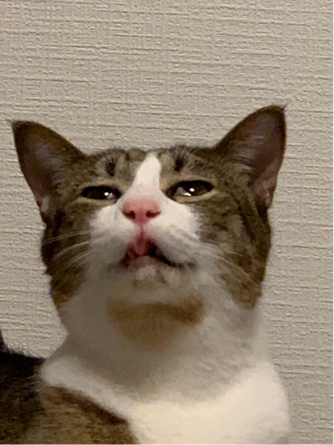 ̹